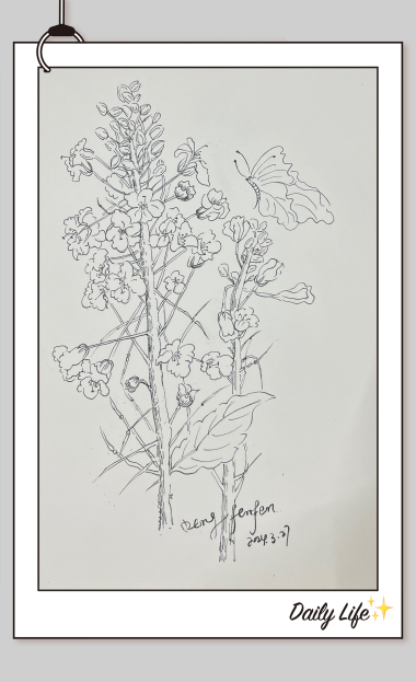 油菜花(植物速写)